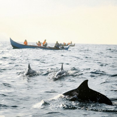 Dolphin on Kiluan Bay
