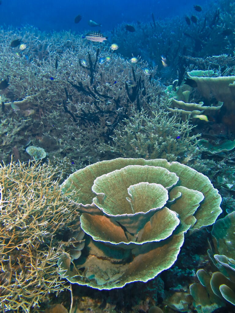 Terumbu karang di sebelah barat Pulau Ohoitir