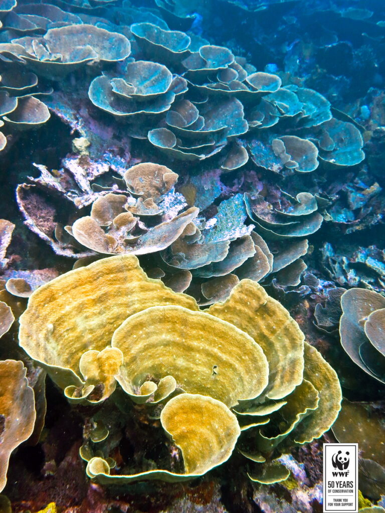 Karang Foliose yang indah di perairan sebelah barat Pulau Ohoiwa