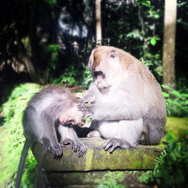 Monkey Forest Ubud Bali and Its Perils by Kamazka (1)