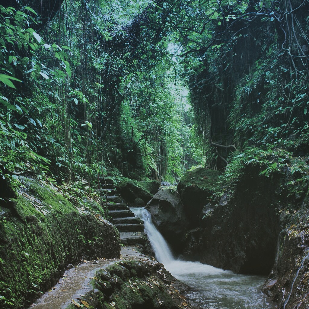 Monkey Forest Ubud Bali and Its Perils by Kamazka (3)