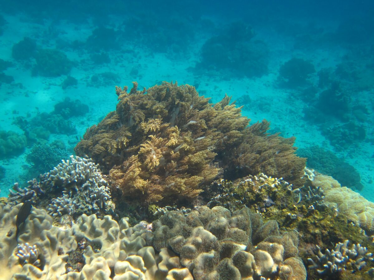Snorkeling Rasa Diving Di Pulau Menjangan Bali Barat (1)