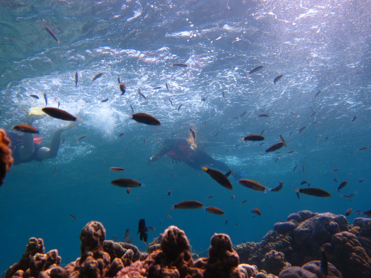 Snorkeling Rasa Diving Di Pulau Menjangan Bali Barat (5)