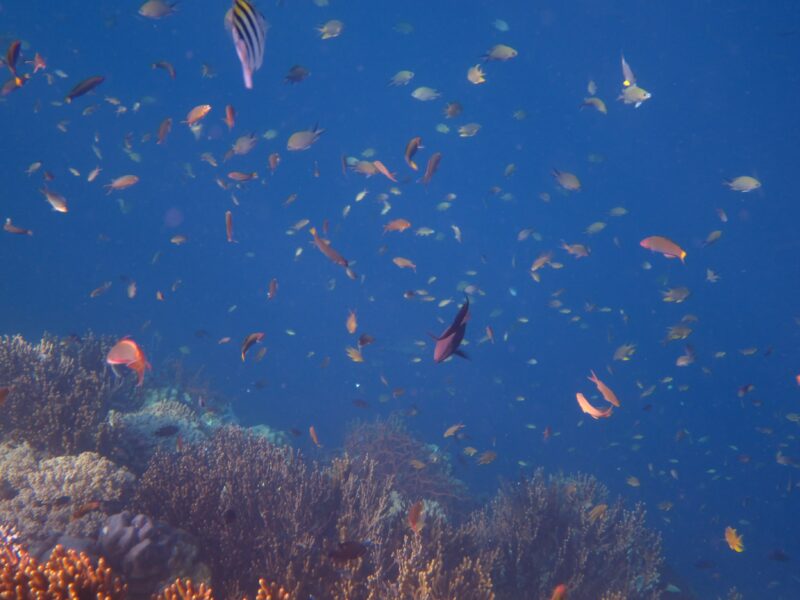 Snorkeling Rasa Diving Di Pulau Menjangan Bali Barat (6)