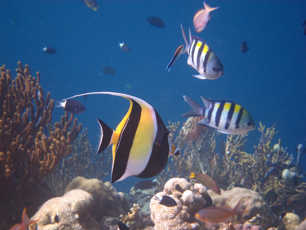 Snorkeling Rasa Diving Di Pulau Menjangan Bali Barat (7)